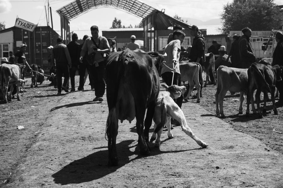 Animal Market Kyrgyzstan