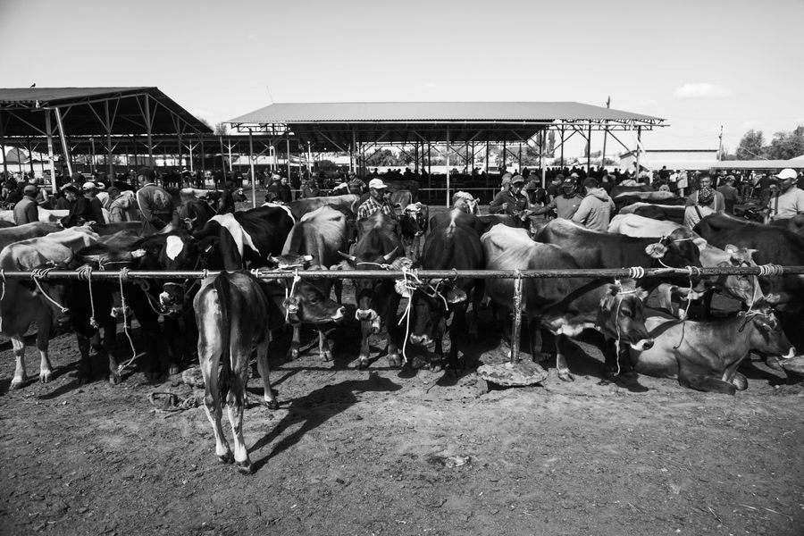 Animal Market Kyrgyzstan
